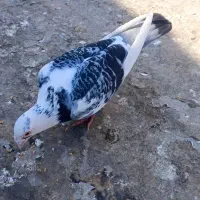 جفت ابلغ نرو ماده