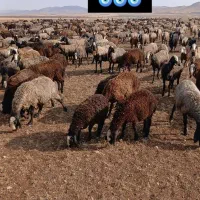 بره ماده گوسفند شالی
