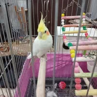 مامانم منومیخوادبفروشه