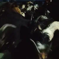 باسلام 40راس بیگ نر بز