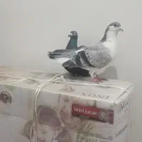 کفتر آلمانی