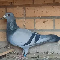 کبوتر گم شده