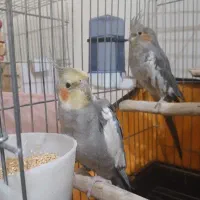 عروس هلندی نر و ماده رام و دستی و سخنگو