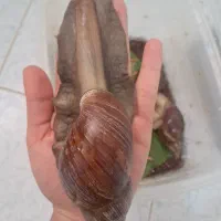 حلزون تخم گذار