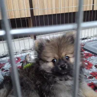 سگ پامر 4ماهه شناسنامه دار