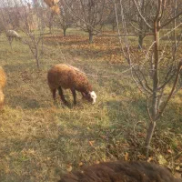 چهار تا گوسفند نر باسه فروش