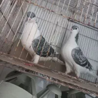 حراج (طوقی،ساده،دمسفید)|پرنده|مشهد, کارمندان دوم|دیوار