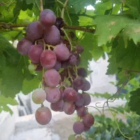 معاوضه زمین با ماشین|فروش زمین و ملک کلنگی|اصفهان, کارلادان|دیوار