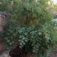 منزل مسکونی