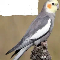 عروس هلندی|پرنده|شهریار, کهنز|دیوار