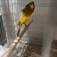 کشیده بلند|پرنده|سیرجان, |دیوار