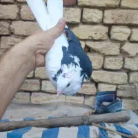 معاوضه با قناری ماده|پرنده|اصفهان, کوی گلزار|دیوار