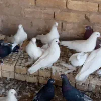 کبوتر زینتی|پرنده|اصفهان, سپاهان‌شهر|دیوار