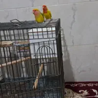 طوطی کوتوله