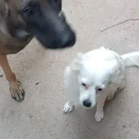 مالینیور ماده درجه یک جوان با یک سگه شیتزو ماده|سگ|سعدآباد, |دیوار