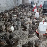 بلدرچین گوشتی و تخمگذار مرغ گلپایگانی