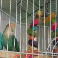 طوطی برزیلی نر