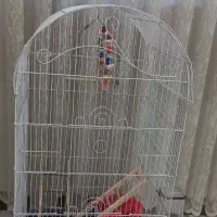 قفس عروس هلندی