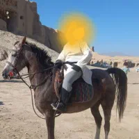 مادیان درشور ۵ساله