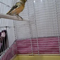 قناری نر گلستر