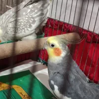 عروس هلندی جفت