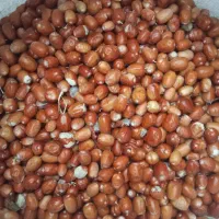 سنجد|خوردنی و آشامیدنی|سنندج, |دیوار