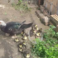 اردک اسرائیلی با ۹عدد جوجه اردک اسرائیلی