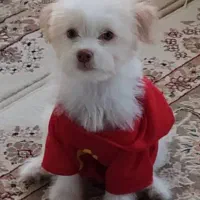 سگ دوست داشتنی و باهوش|سگ|مبارکه, |دیوار