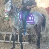 اسب عرب دو سر بدون مدارک