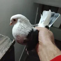 کفتر پرشی دونه ای 320