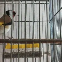 سهره،سگ،دورگه