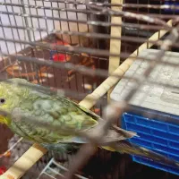 یک عدد مرغ عشق ماده کار نرش فرار کرده