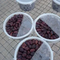 خرمای خاصویی درجه یک بهبهان تازه برداشت امسال|خوردنی و آشامیدنی|تهران, مرزداران|دیوار