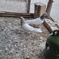 باشلی نروماده|پرنده|آذرشهر, |دیوار