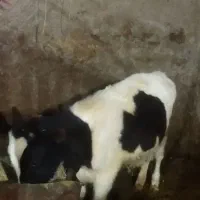 فروش گوساله نر نژادخوب