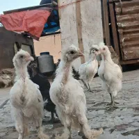 جوجه سلطان.مرندی.دورگ