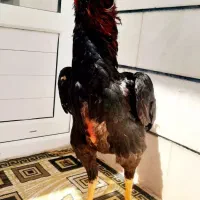 خروس لاری