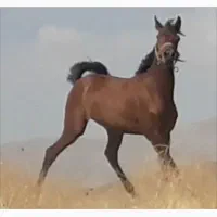 اسب|اسب و تجهیزات اسب‌سواری|نهاوند, |دیوار