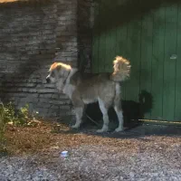 الابای روسی