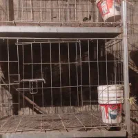 قفس لاری|لوازم جانبی حیوانات|مریوان, |دیوار