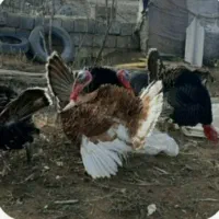 تعدادی بوقلمون طبیعی