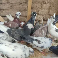 کبوتر
