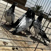 کفتر پاکستانی درجه یک