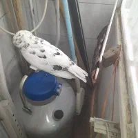 سار تهرونی ماده جوانه