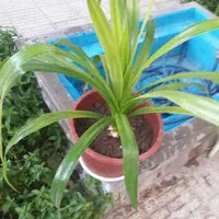 حراج گل سوسن گرمسیری|گل و گیاه طبیعی|اصفهان, قلعه طبره|دیوار