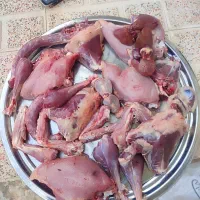 بوقلمون بربون تعداد10 تا نر 20 تا ماده بفروش میرسد