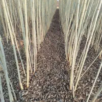 نهال تضمینی و شناسه دار|خدمات باغبانی و درختکاری|تبریز, |دیوار