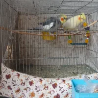 دوعدد‌ مرغ عشق سخنگو