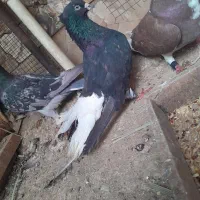 اشعل ۱۲دم سوقدیم وجفت پلاکی