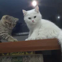 گربه بریتیش و اسکاتیش|گربه|تهران, راه آهن|دیوار